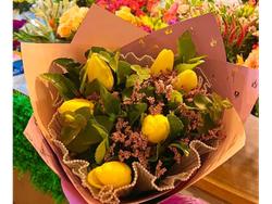 Tulipa