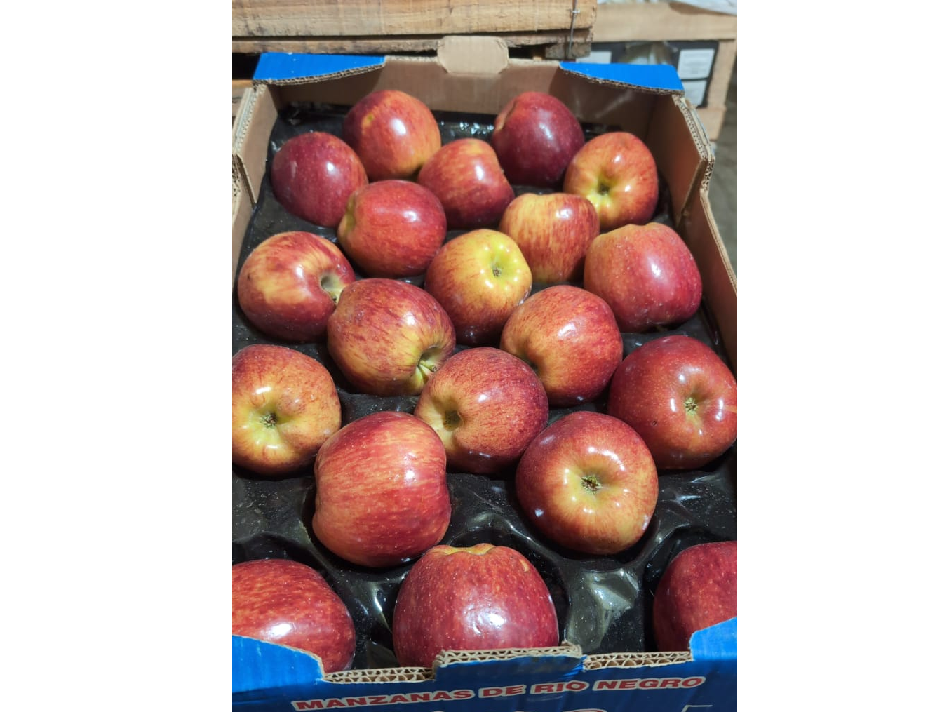 MANZANA ELEGIDA PLAFON