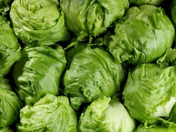 LECHUGA REPOLLADA