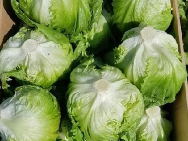 LECHUGA MANTECOSA