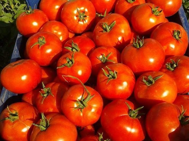 TOMATE REDONDO