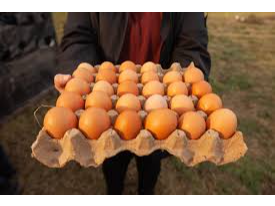 Maple Huevos Agroecologicos