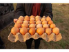 Maple Huevos Agroecologicos