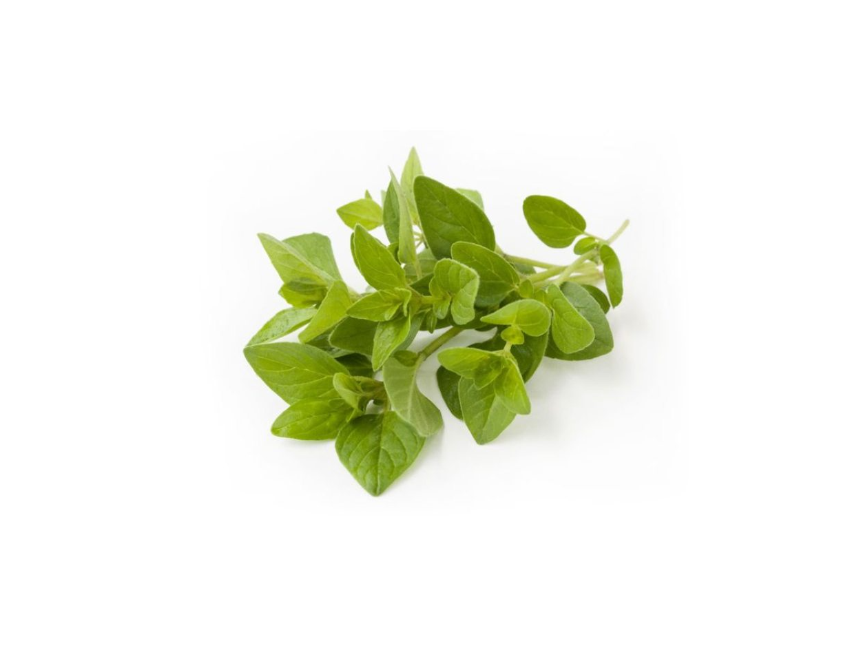 Oregano