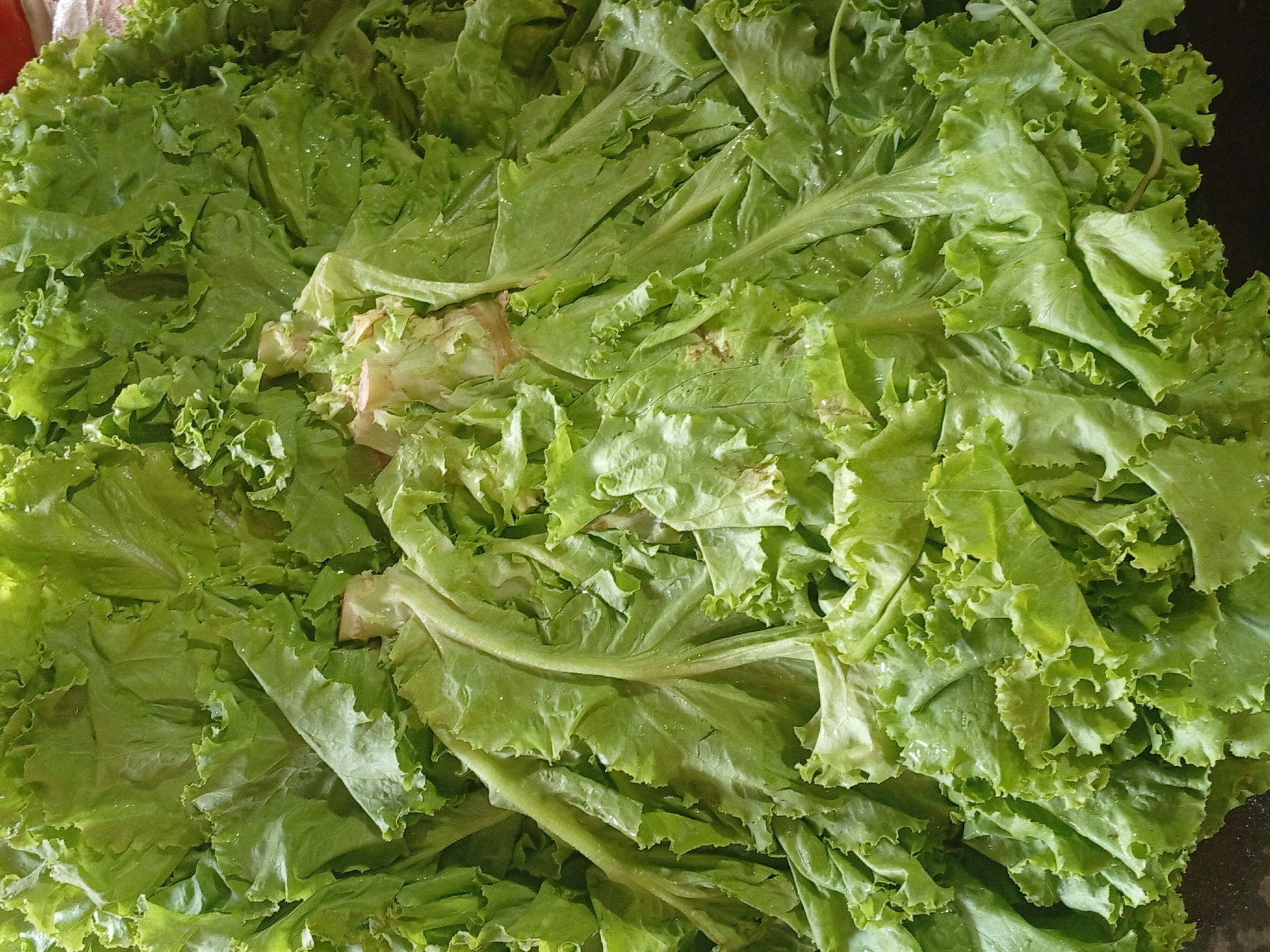 Lechuga lisa invernadero