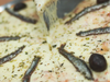 MEDIA ANCHOAS