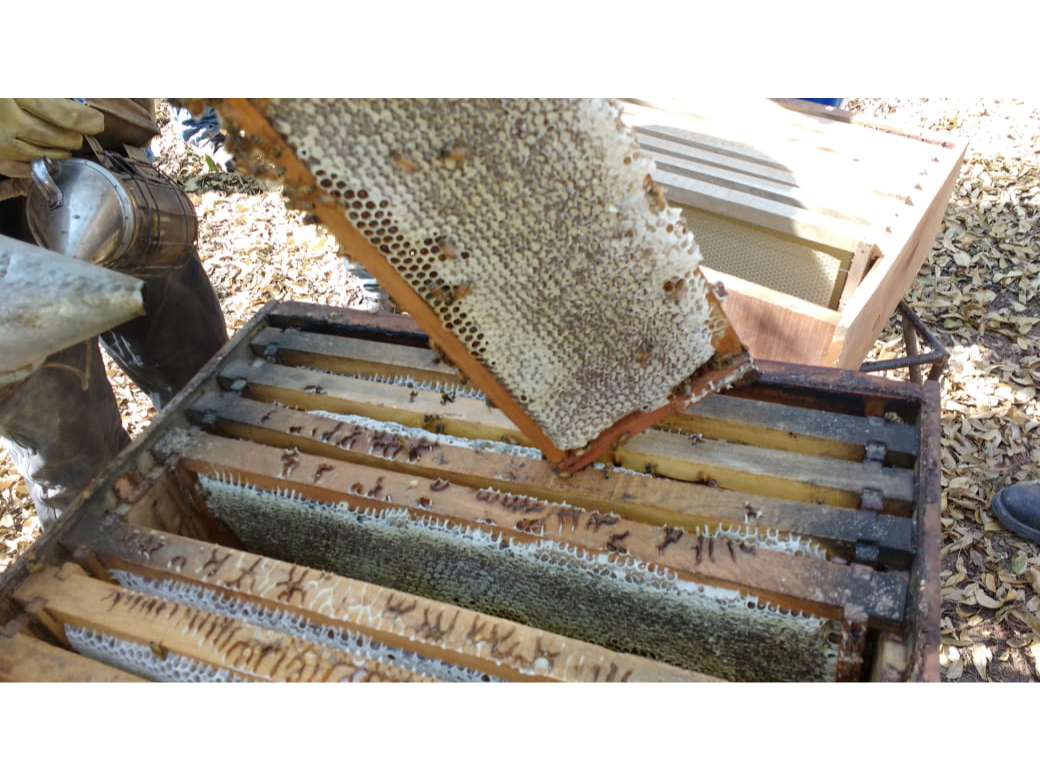 Miel Orgánica - Mieles del Gran Chaco