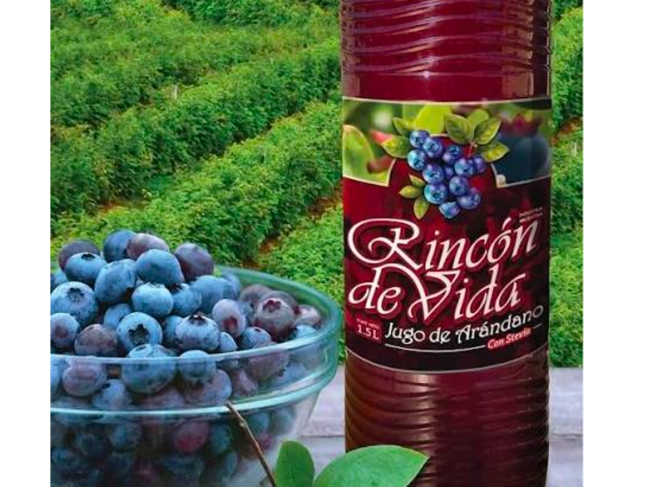 JUGO DE ARANDANOS CON Y SIN CHIA "RINCON DE VIDA'"