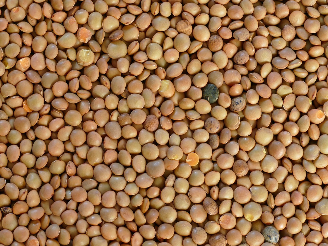Lentejas