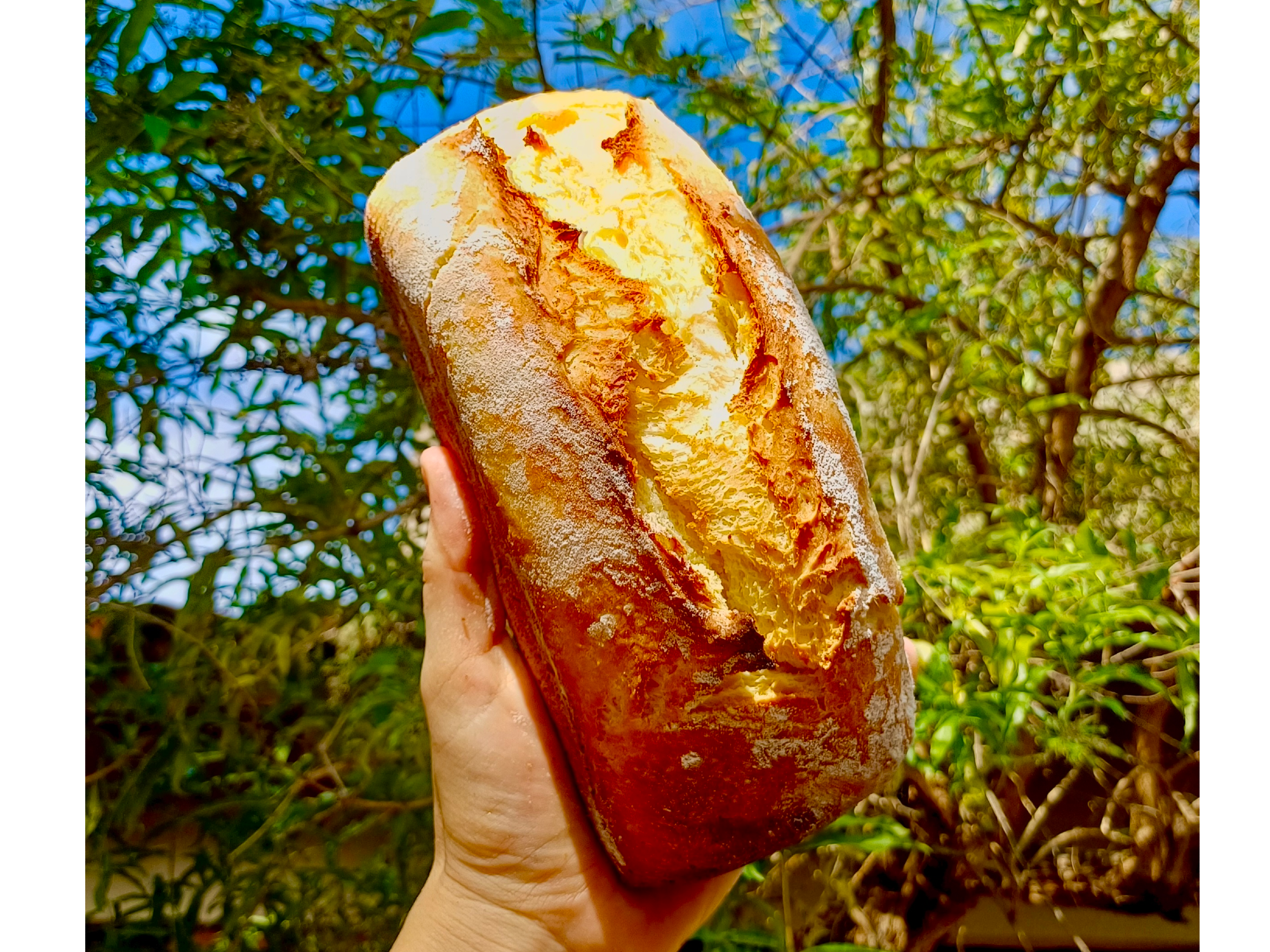 Pan proteico