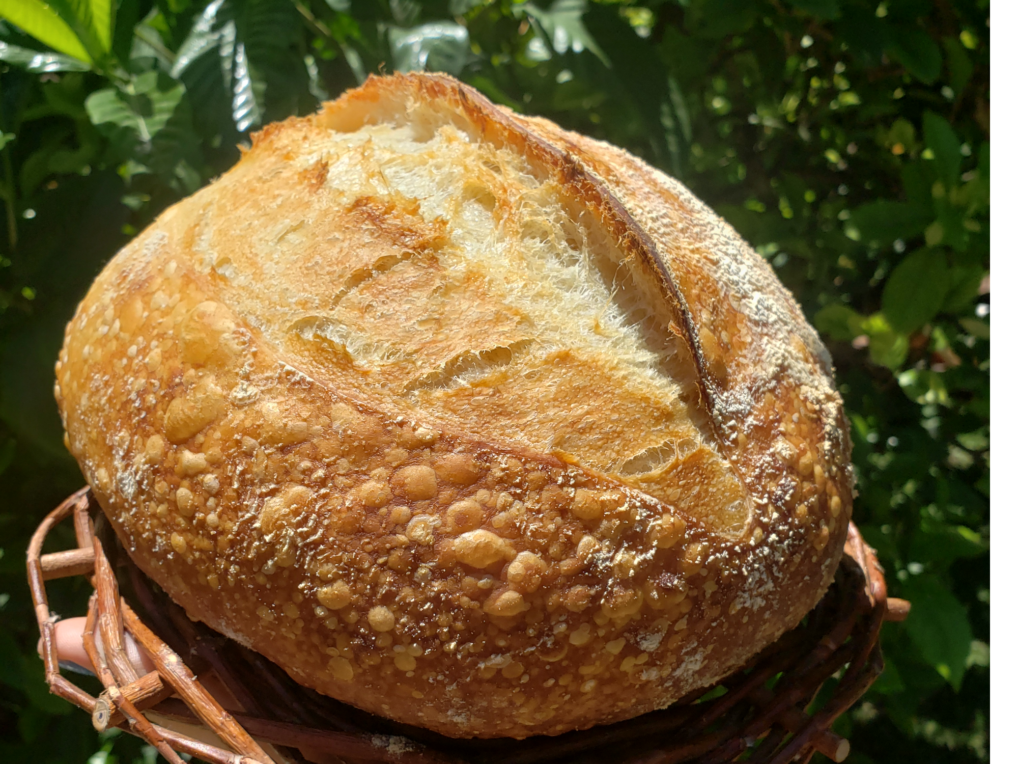 Pan de campo