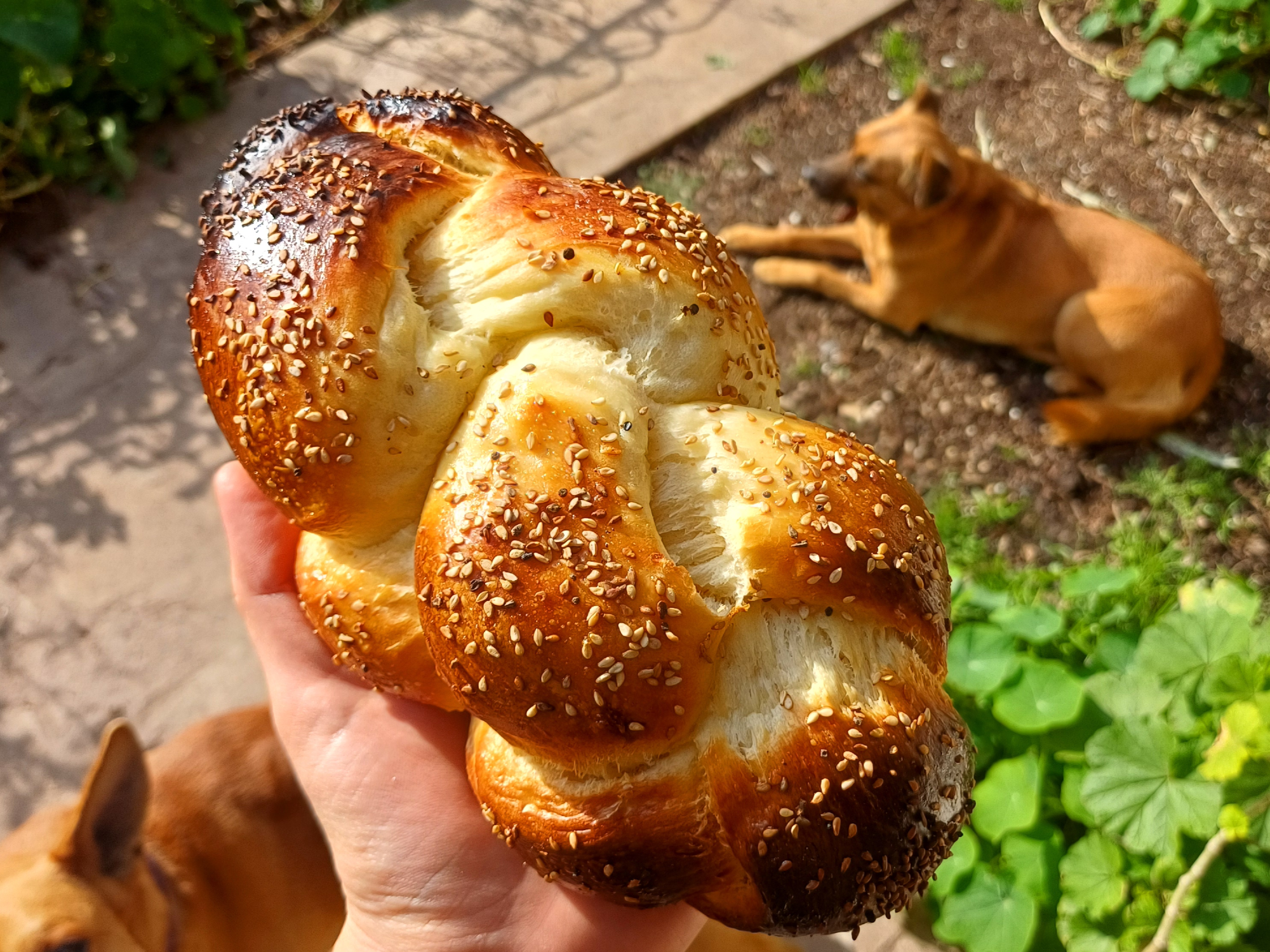 Brioche trenzado