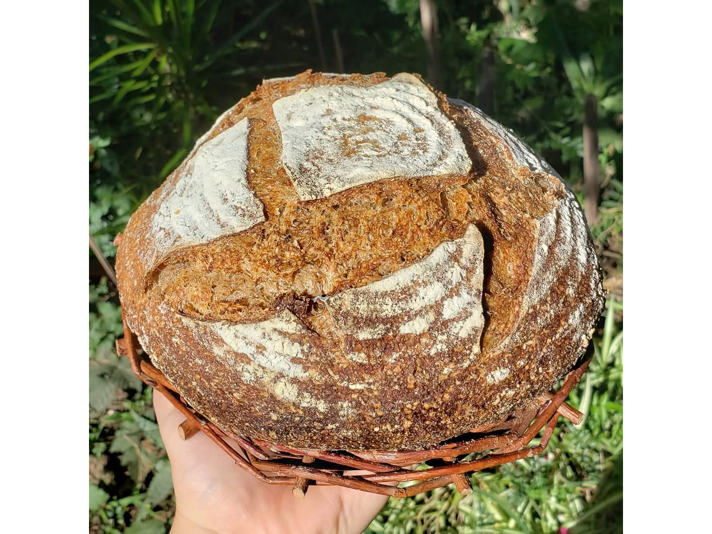 Pan de campo semicenteno