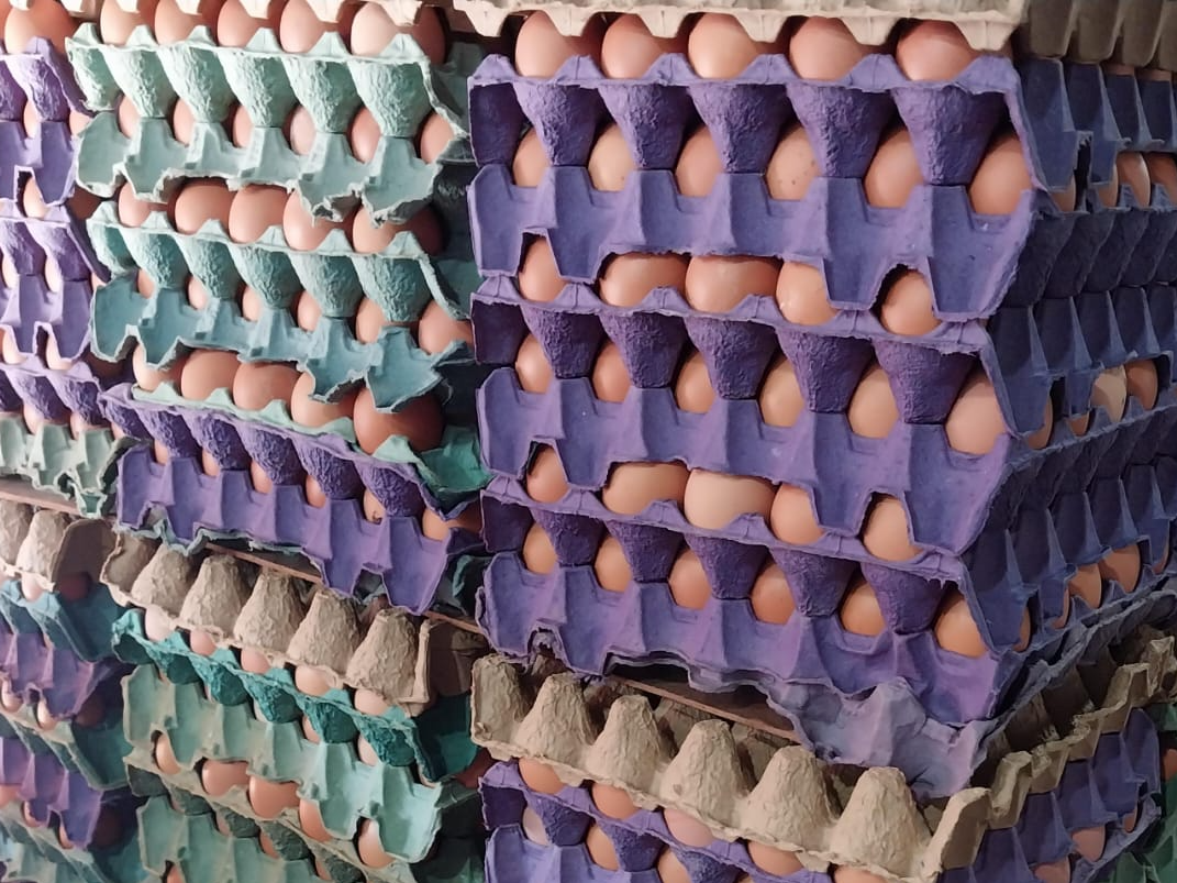 Super oferta 3 maples🥚 huevos orgánicos 🌱 gallina libre
