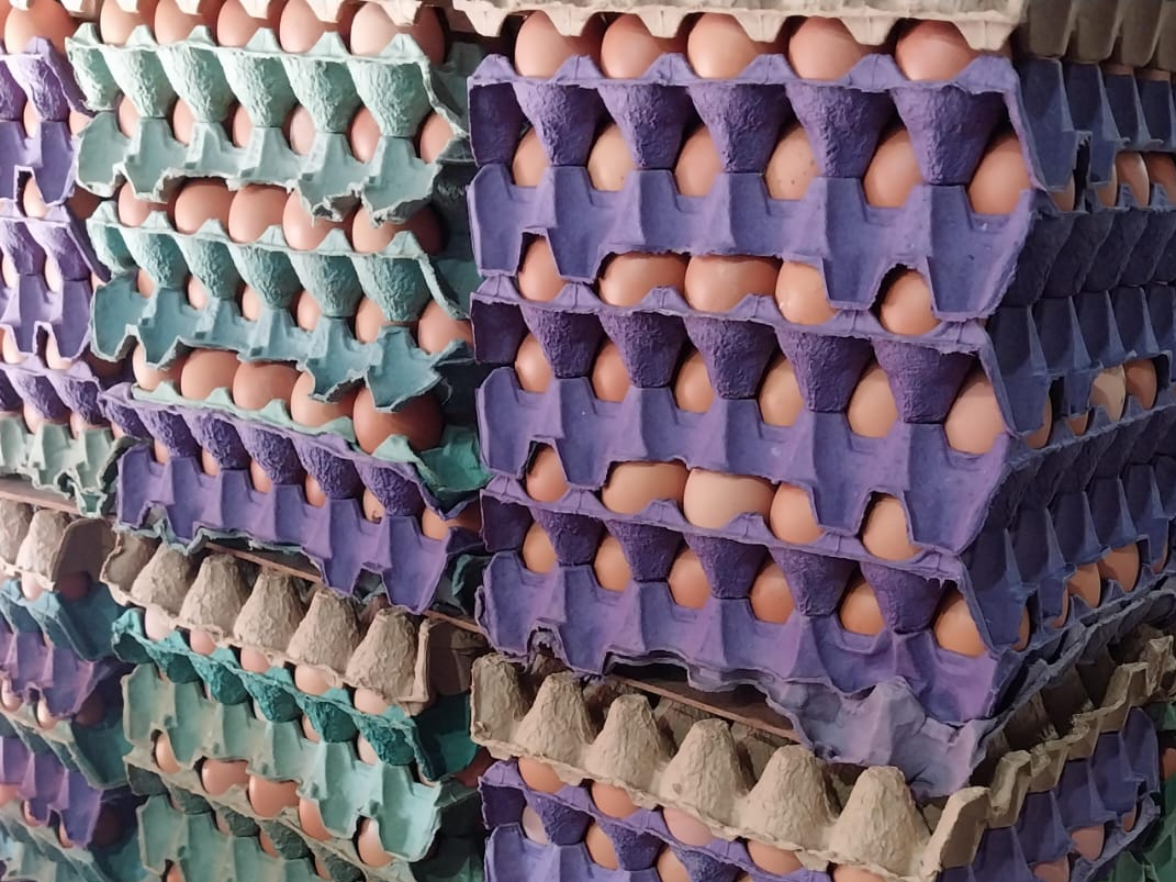 Super oferta  3 maples🥚 huevos orgánicos 🌱 gallina libre