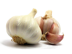 AJO GRANDE 🧄 ORGÁNICO 🌱