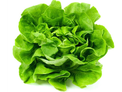Lechuga Manteca🥬1/4kg