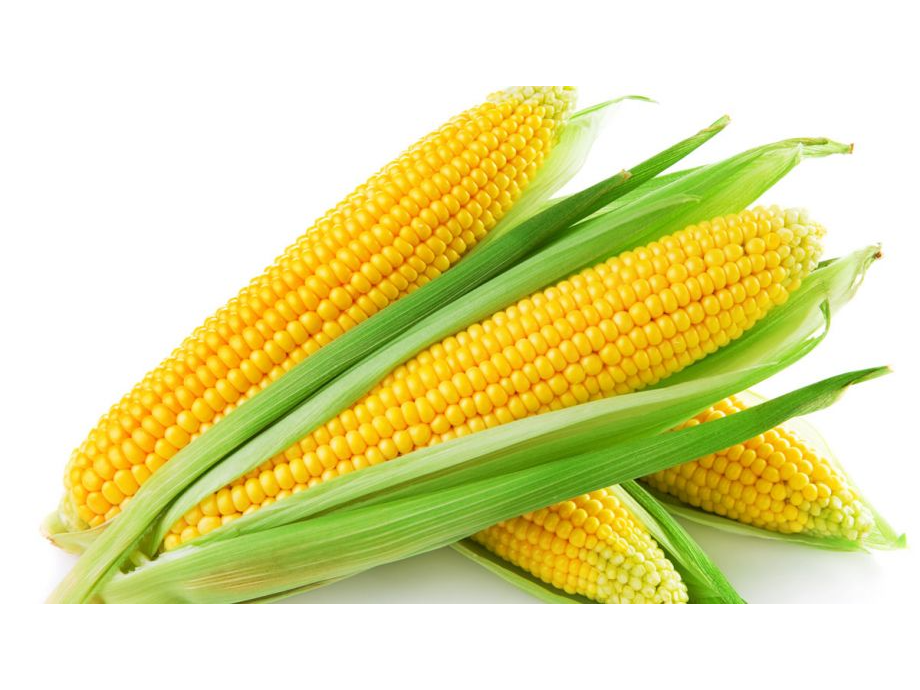 Choclos organico🌽 agro 🌱 x6u