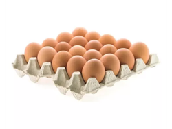 Maple Campo tamaño súper x🥚 20