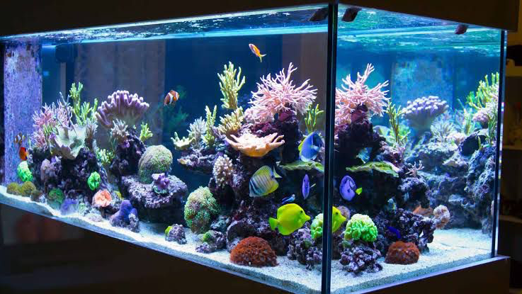 ACUARIO