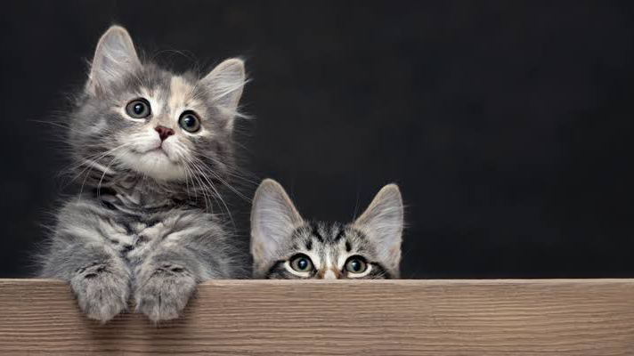 FELINOS