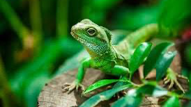 REPTILES & ANFIBIOS