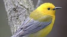 AVES