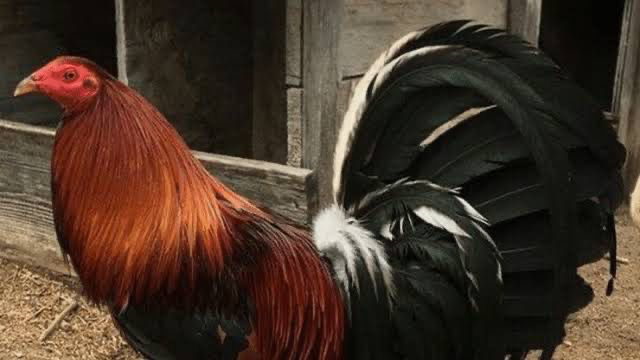 AVES DE COMBATE