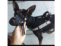 Bozal ajustable raza chica (BOAZB-1)