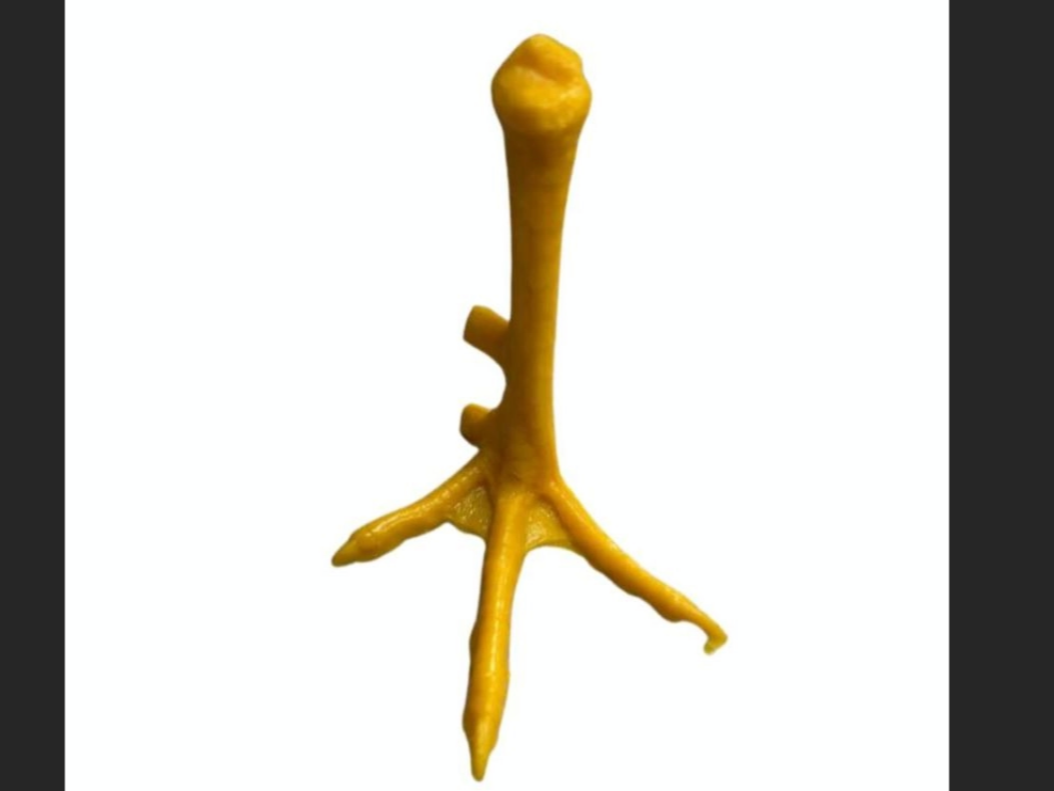 Pata de platico gallo (U129)