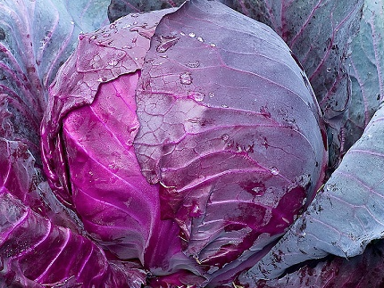 Repollo morado