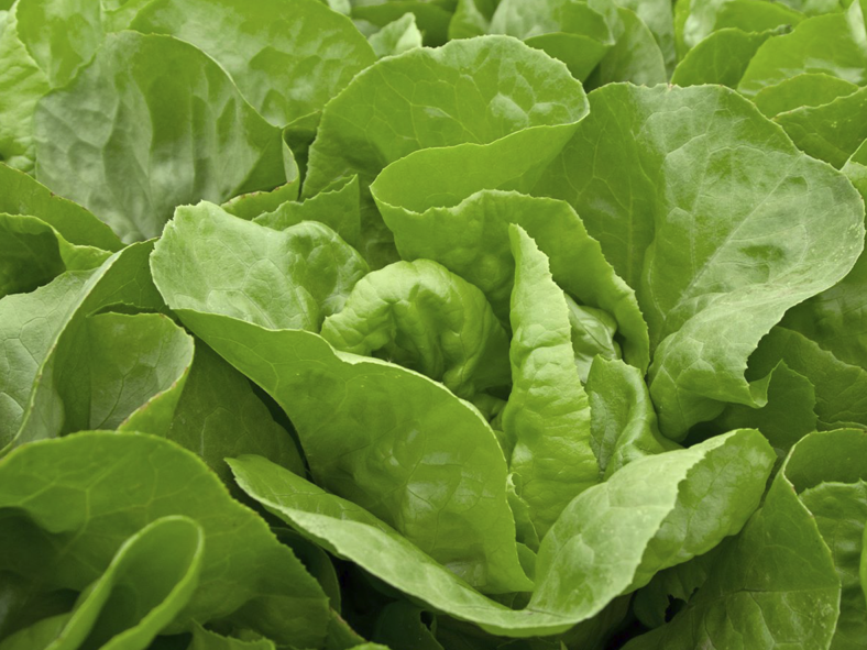 Lechuga manteca