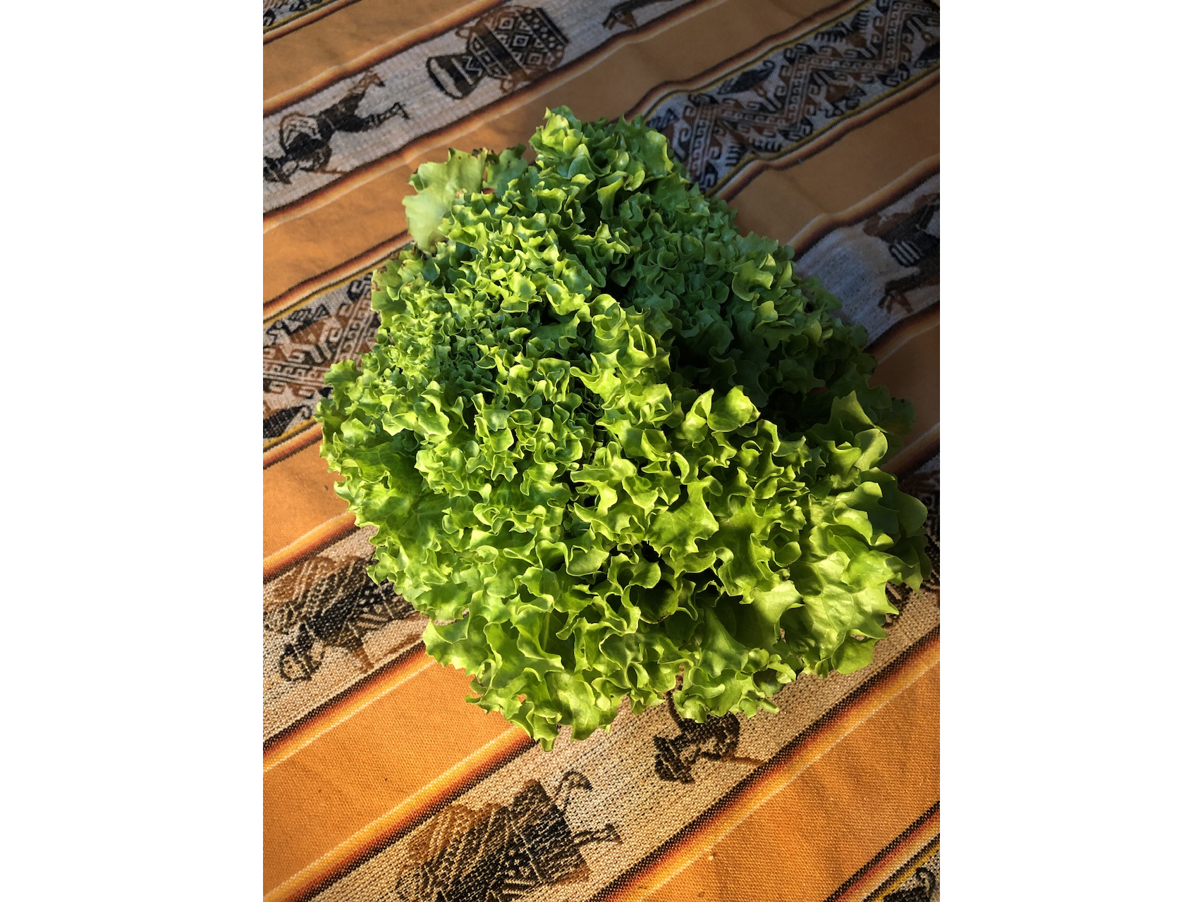 Lechuga