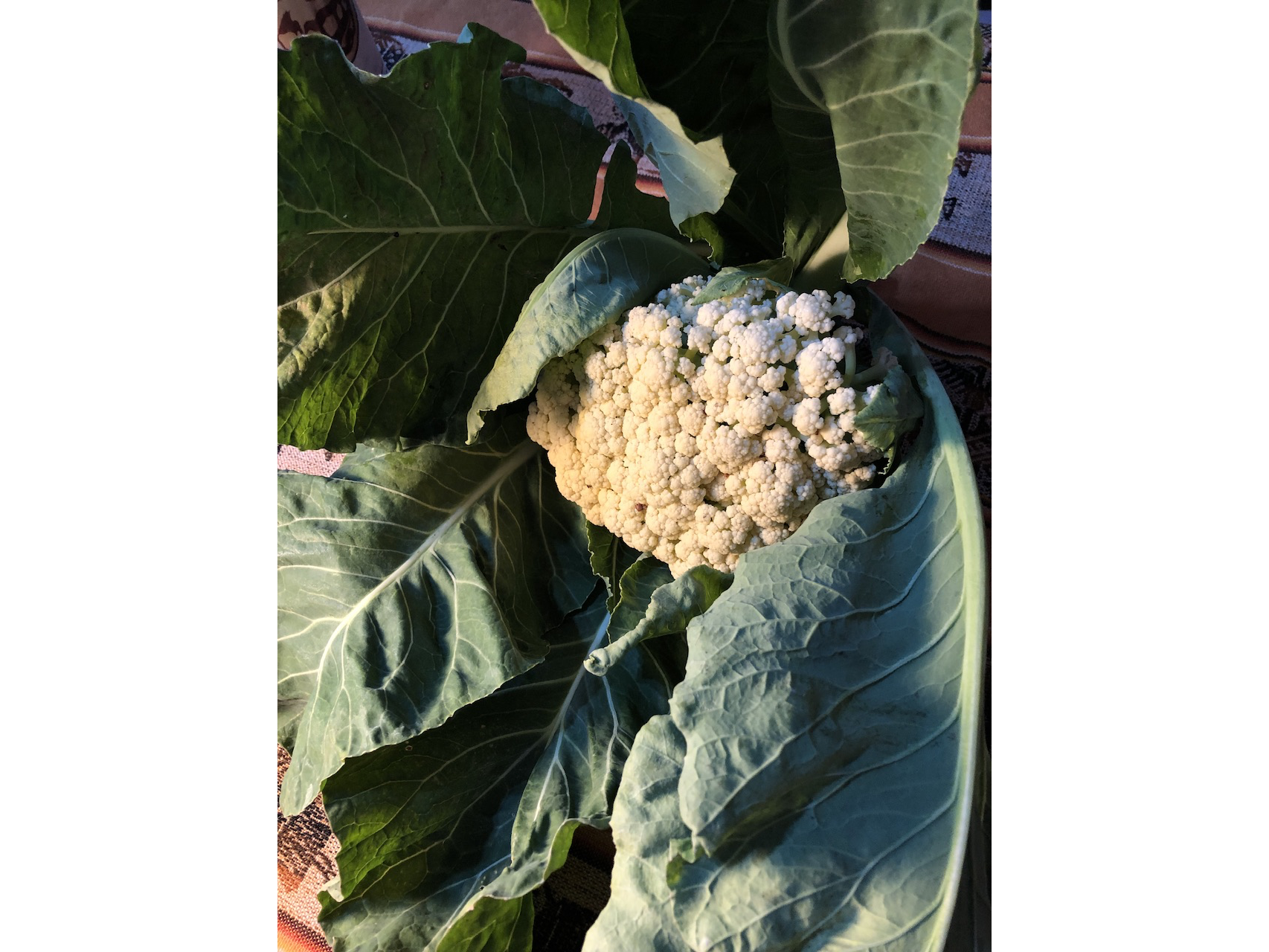 Coliflor