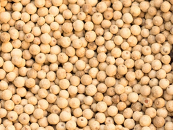 Pimienta blanca en granos