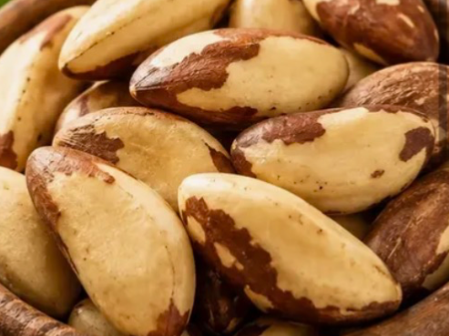 Nuez Brasil (castaña para)