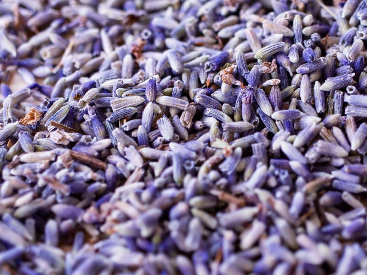 Lavanda