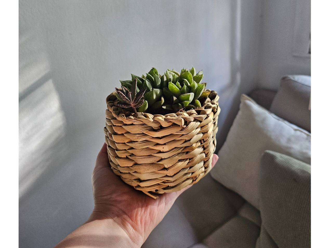 Macetero de Junco 9x13cm