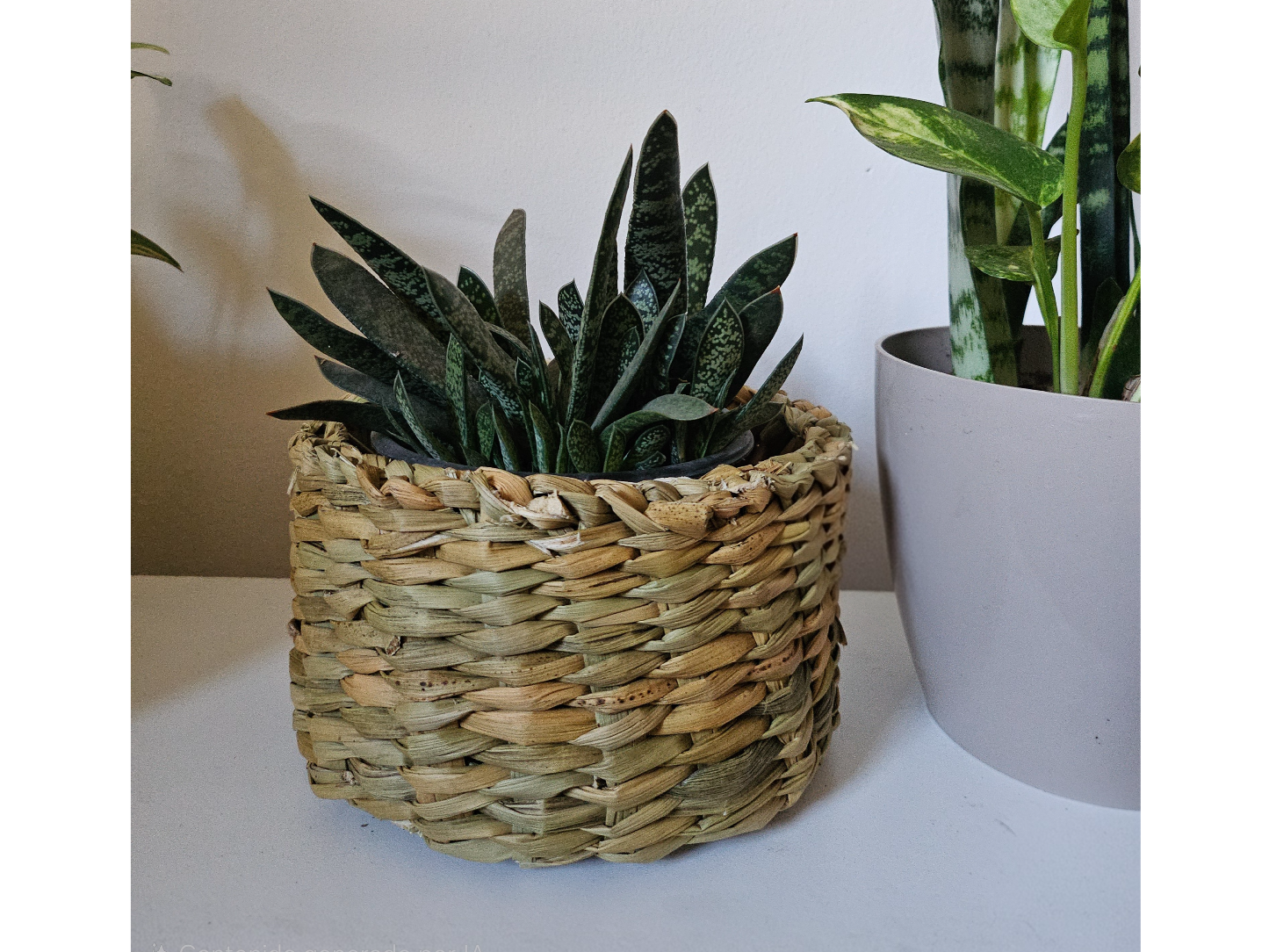 Macetero de Junco 11x19cm