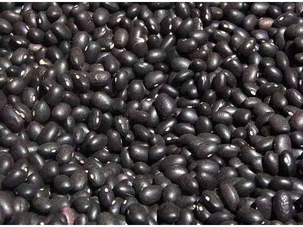 POROTO NEGRO