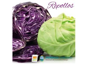Repollo Blanco o Morado