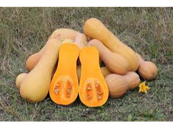 Anco Coquena