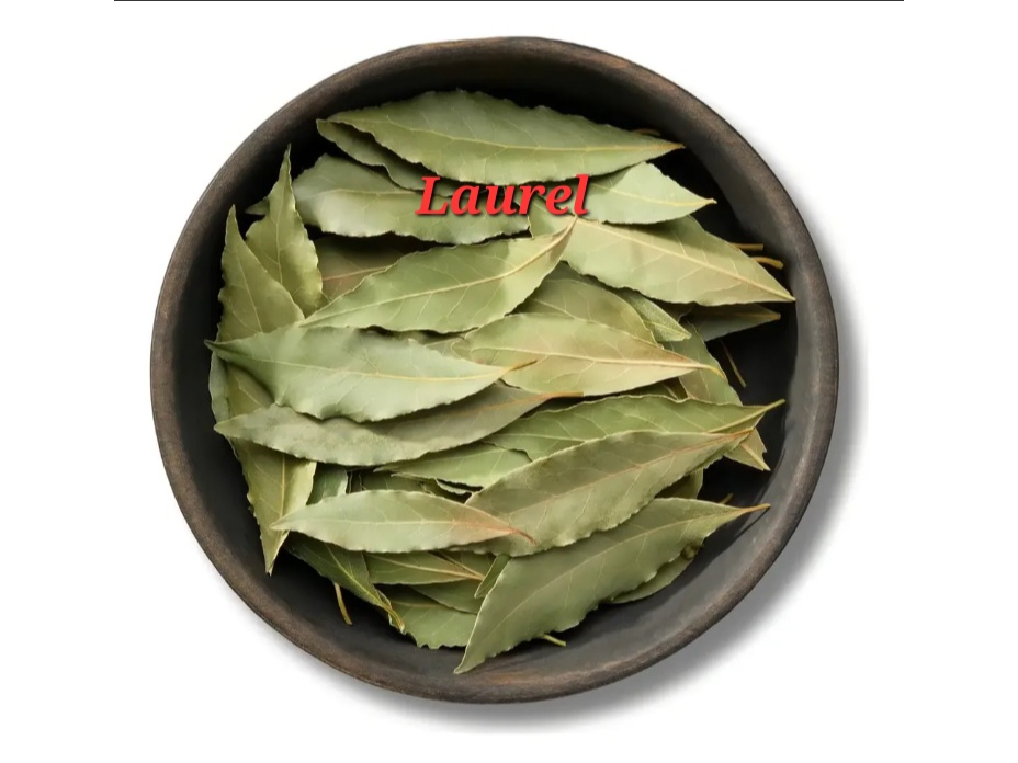 Laurel
