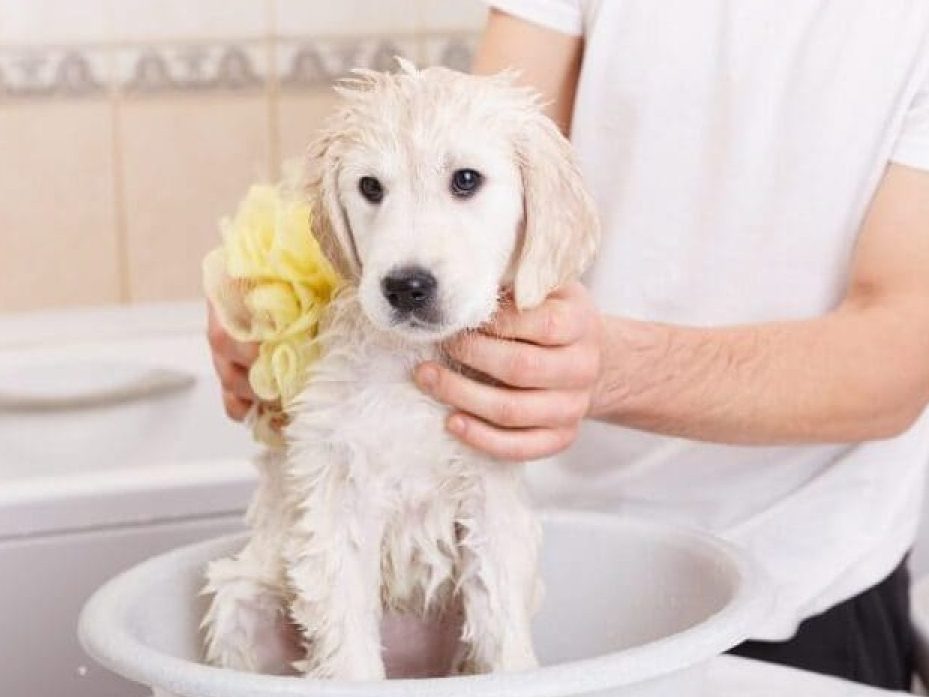 Champú para mascotas