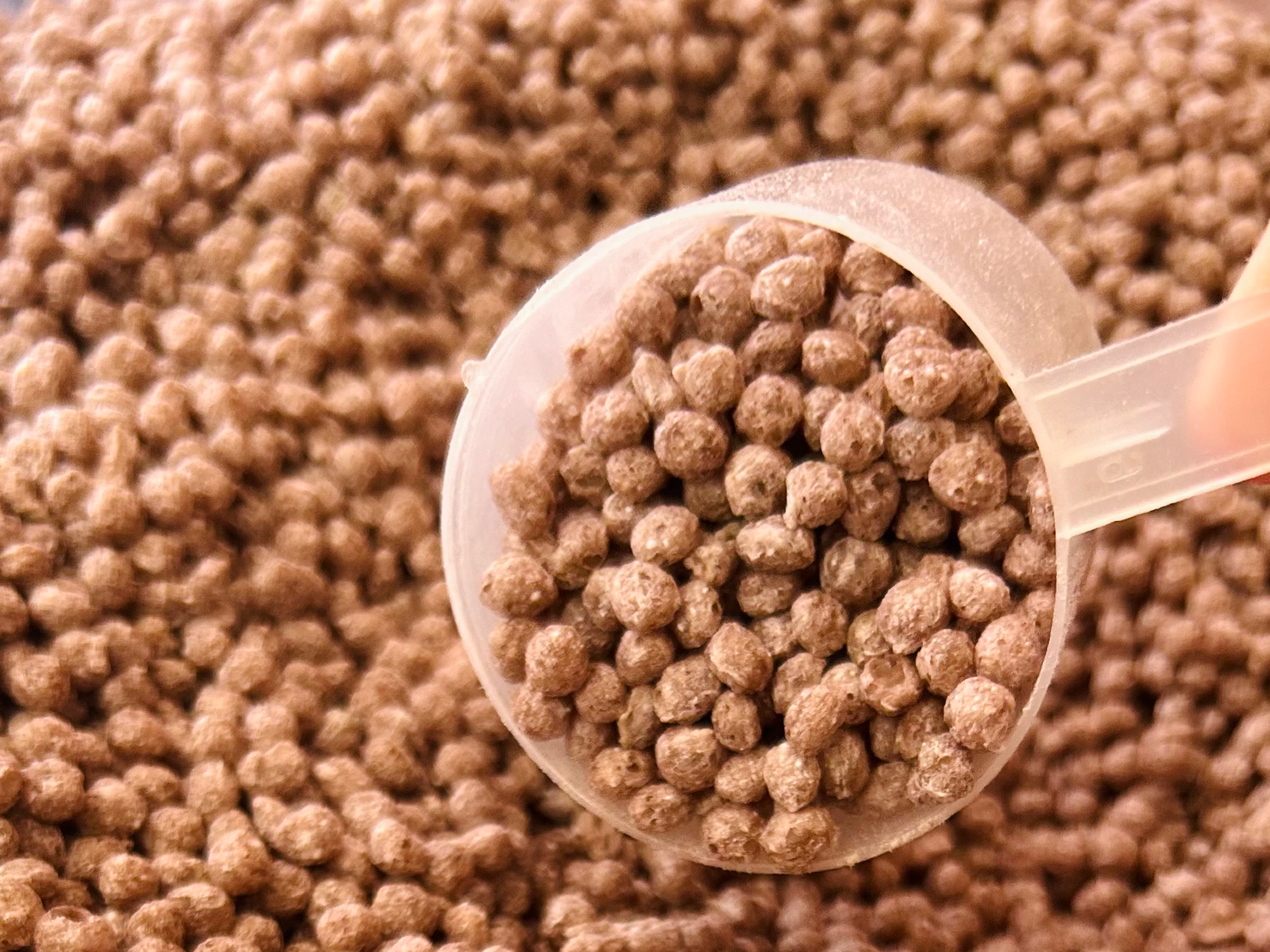 Quinoa pop Algarroba y Arándanos