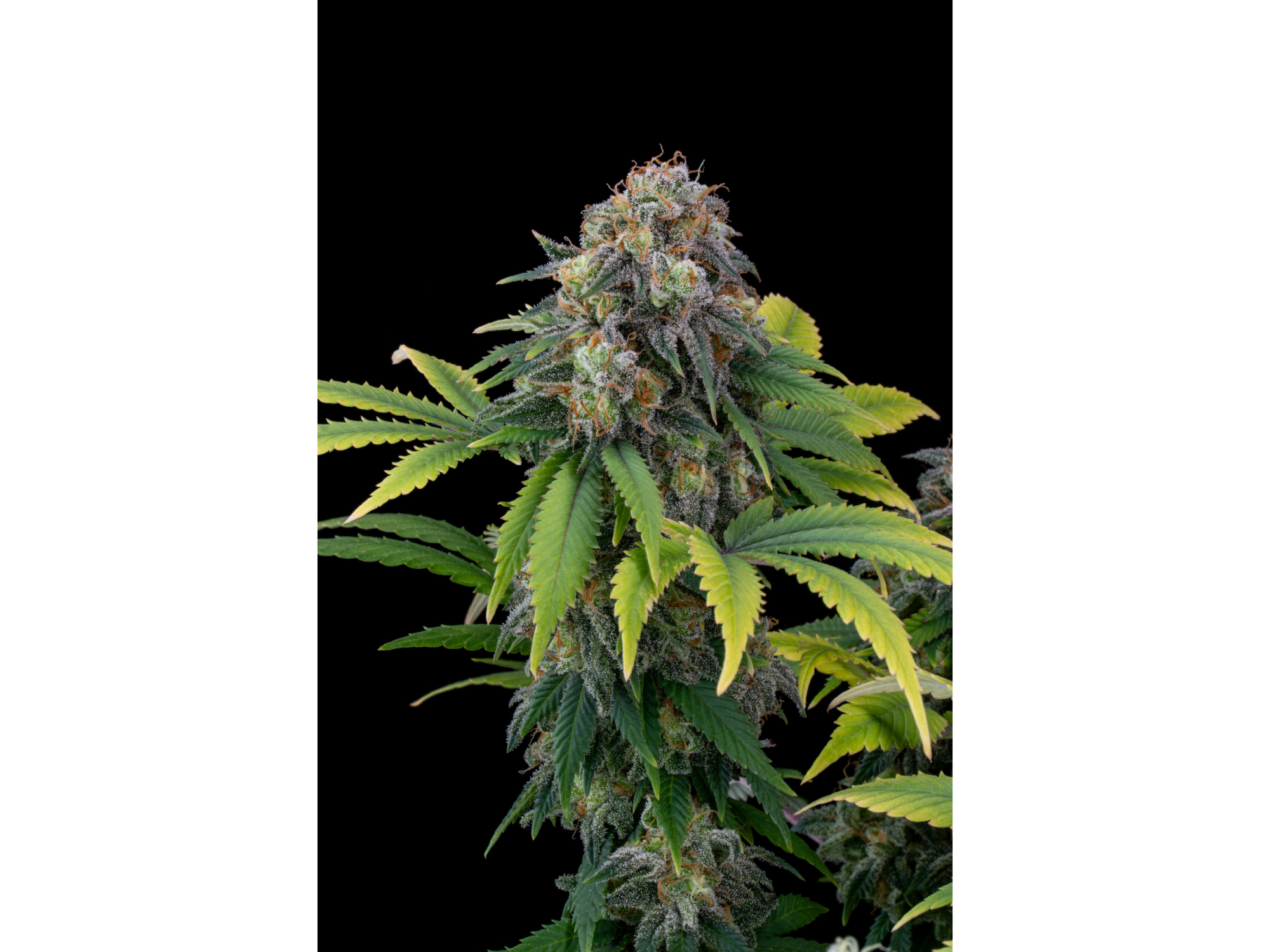 Bloody Mac x4 Sweed lab