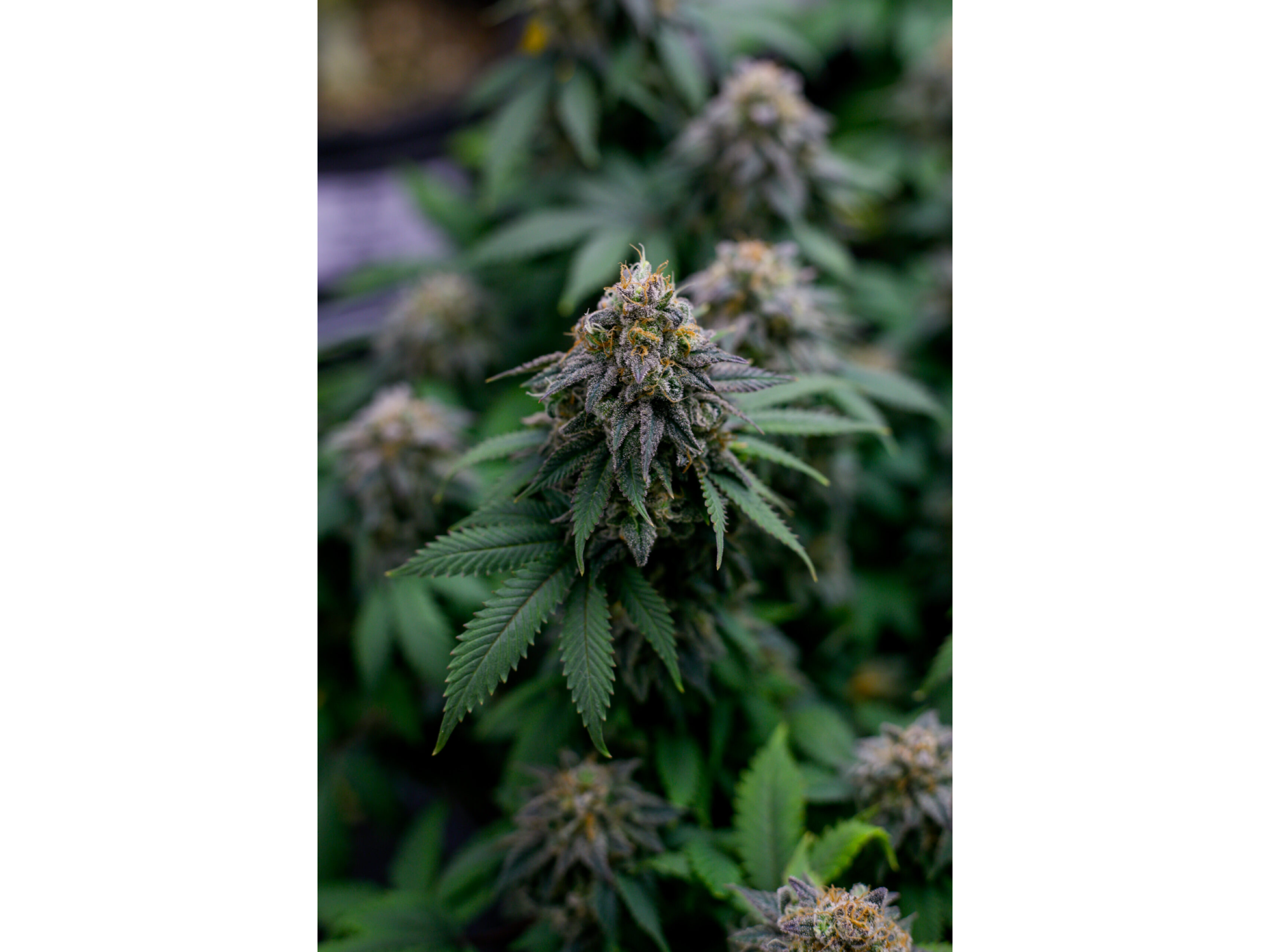 Bannana butter x4 sweed lab