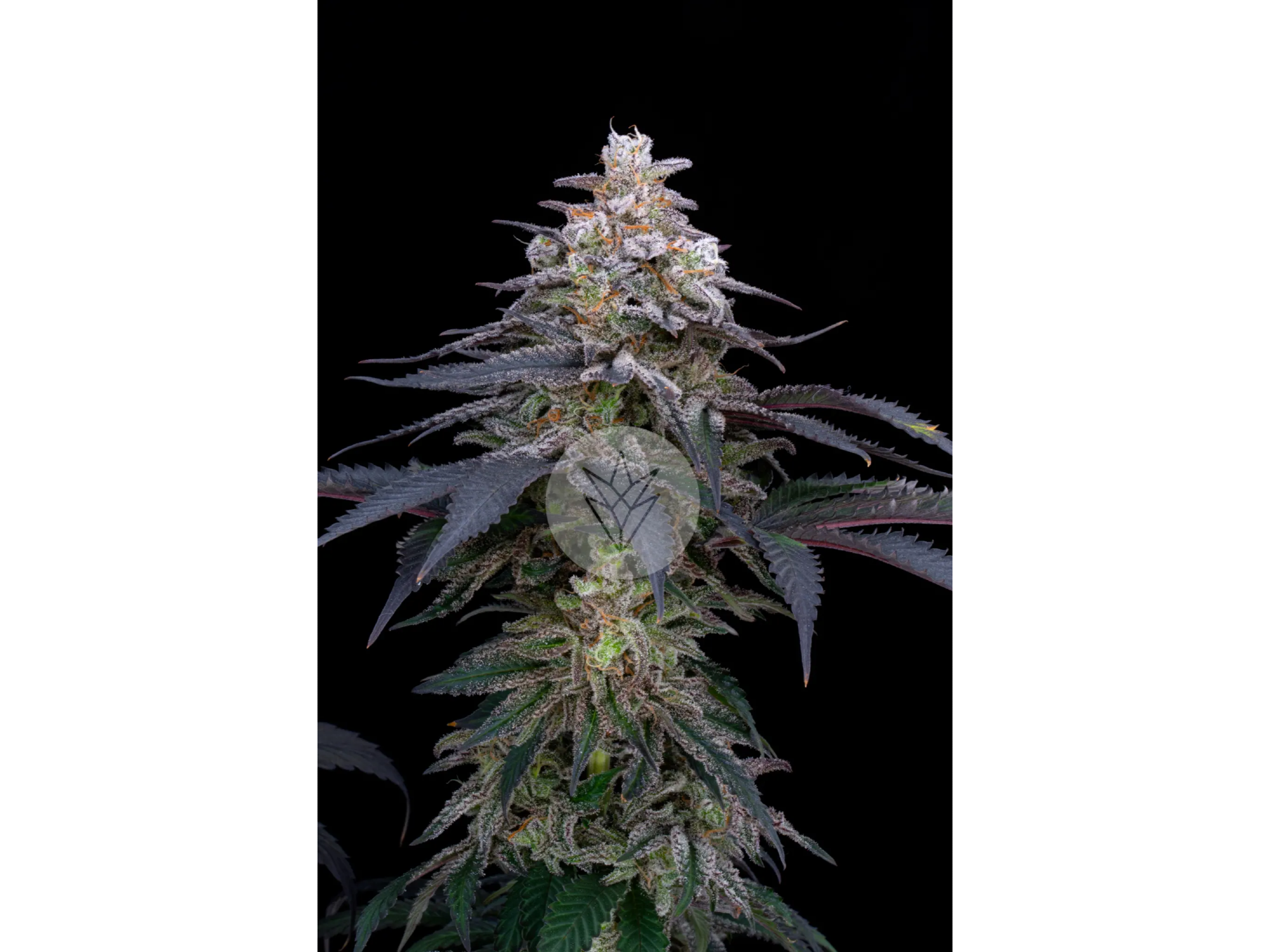 Tropicana fem x4 sweed lab