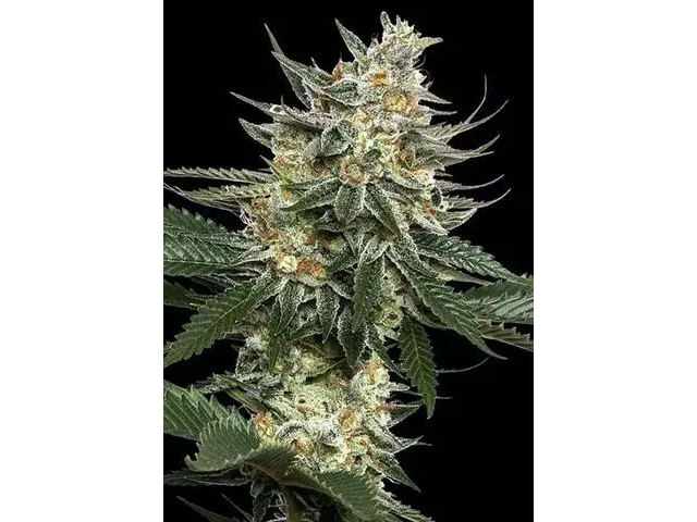 Miracle breath x4 sweed lab