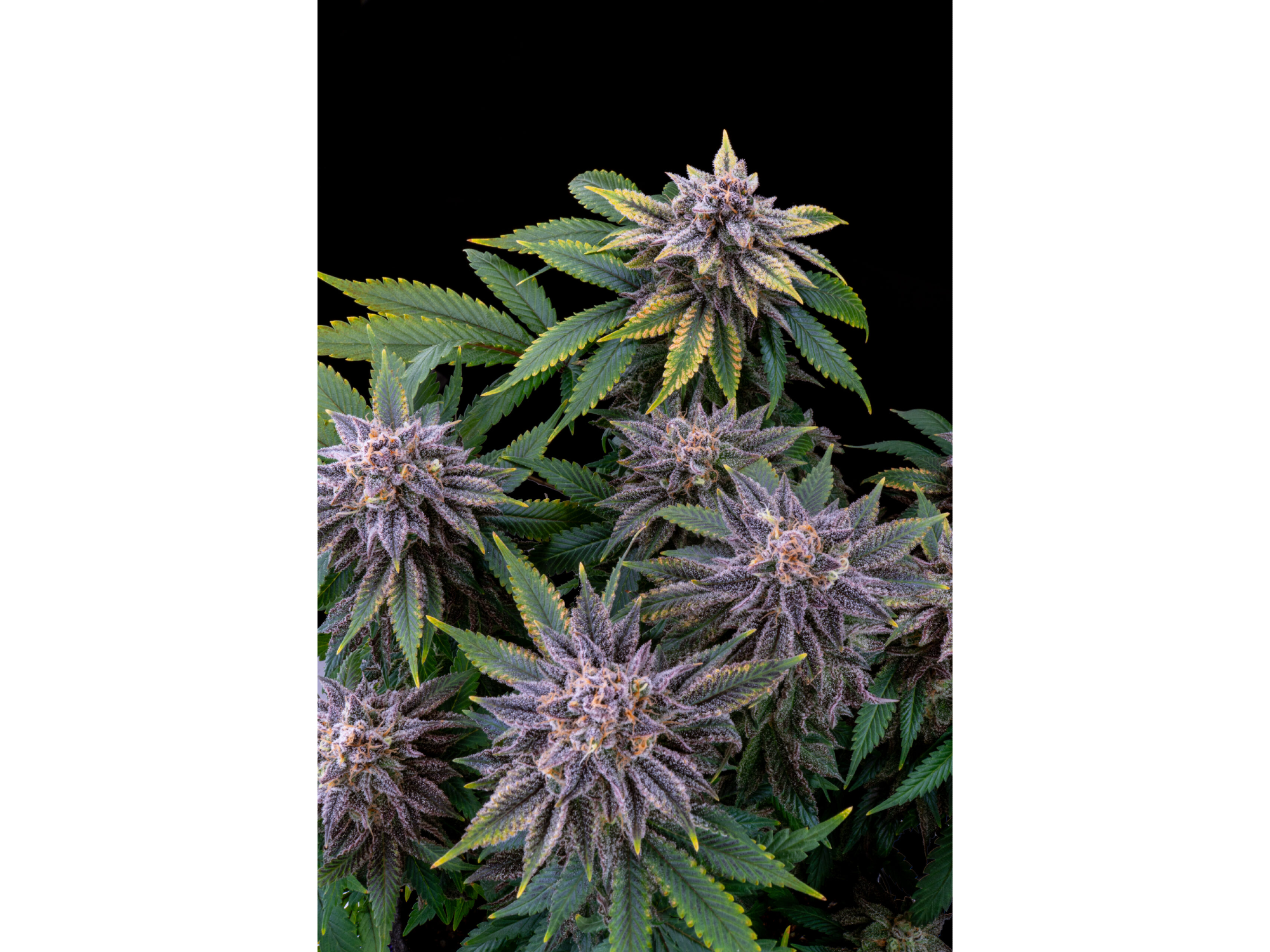 Seven mac x4 sweed lab